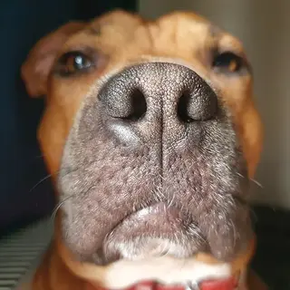 Titan